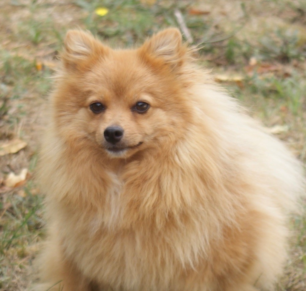 Uma des Seigneurs de la Vallée de l'Isle