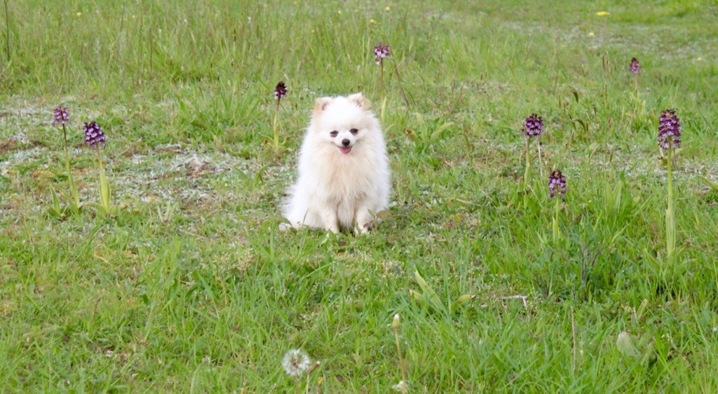 Publication : des Seigneurs de la Vallée de l'Isle Auteur : MDR