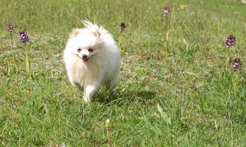 Publication : des Seigneurs de la Vallée de l'Isle Auteur : MDR