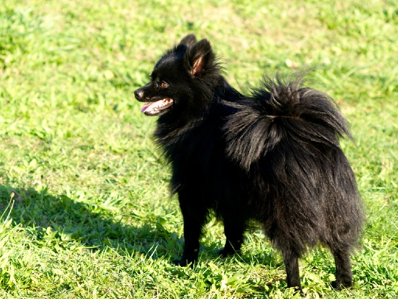 Publication : des Seigneurs de la Vallée de l'Isle Auteur : MDR