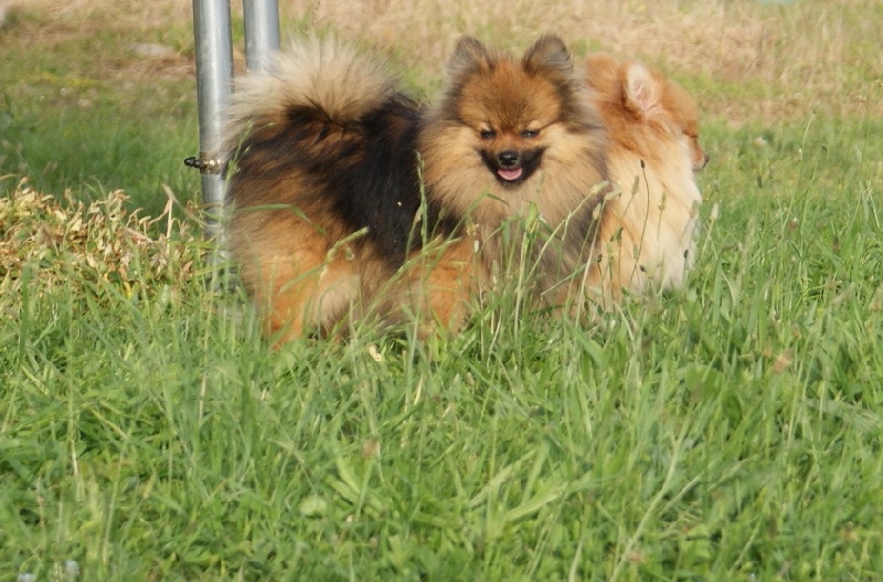 Publication : des Seigneurs de la Vallée de l'Isle Auteur : MDR