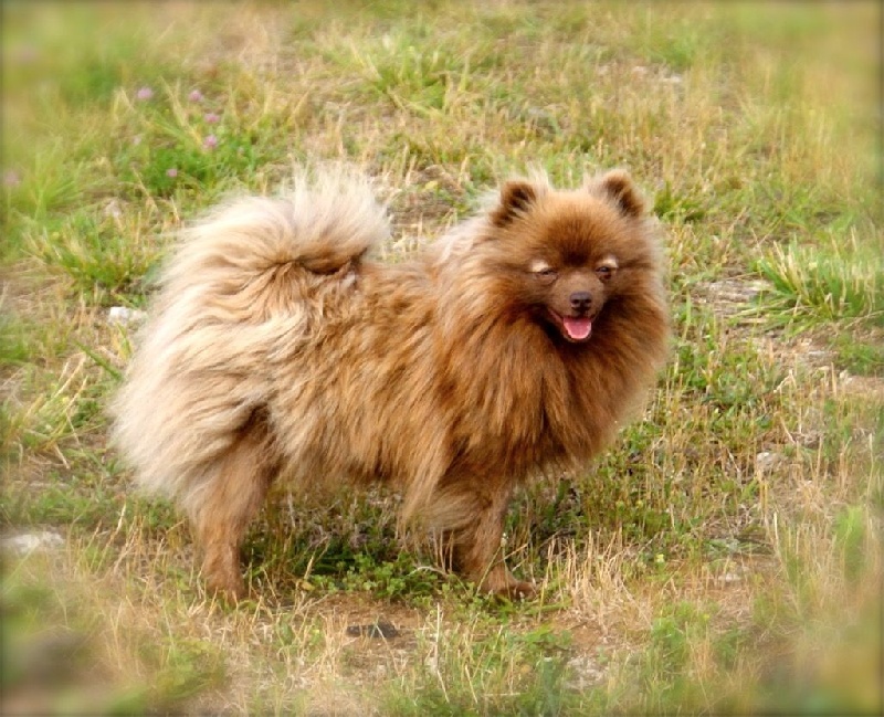 Publication : des Seigneurs de la Vallée de l'Isle Auteur : MDR