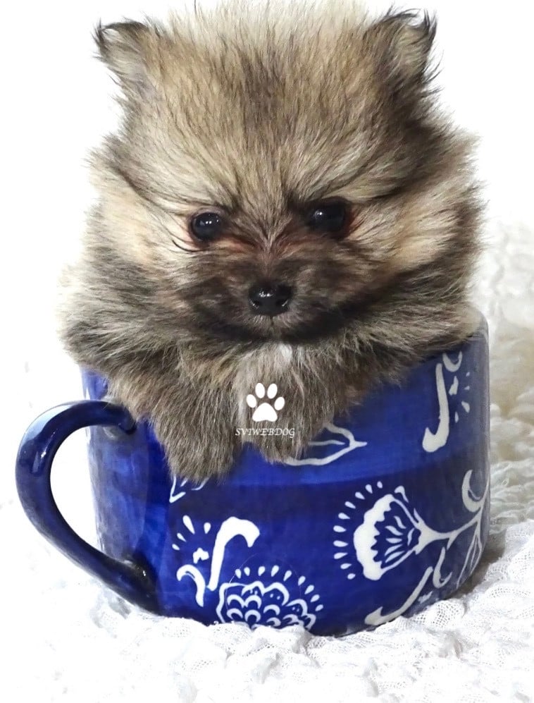 Mâle Teacup Sable Charbonné Masque Noir LOF