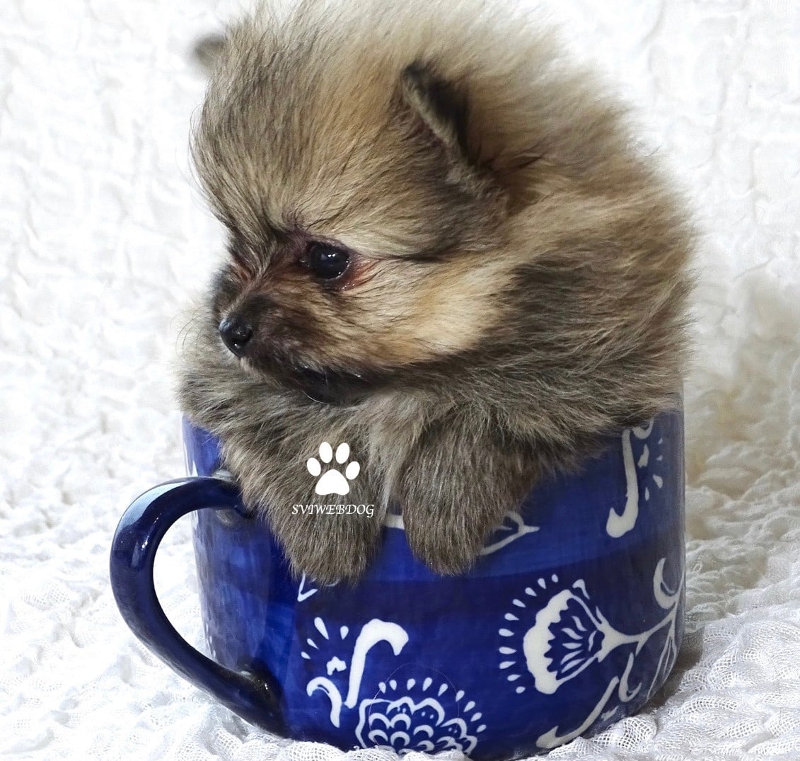 Mâle Teacup Sable Charbonné Masque Noir LOF