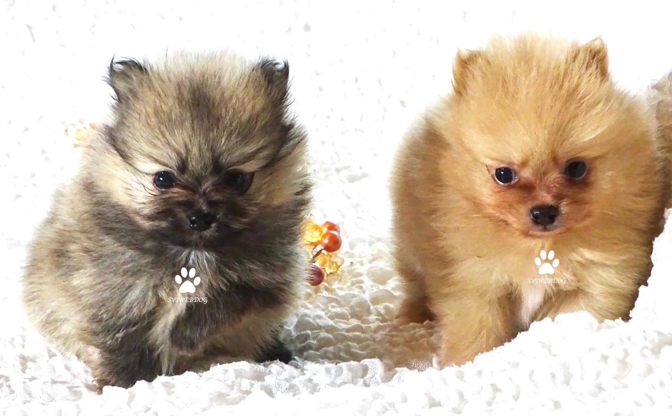 Mâle Teacup Sable Charbonné Masque Noir LOF