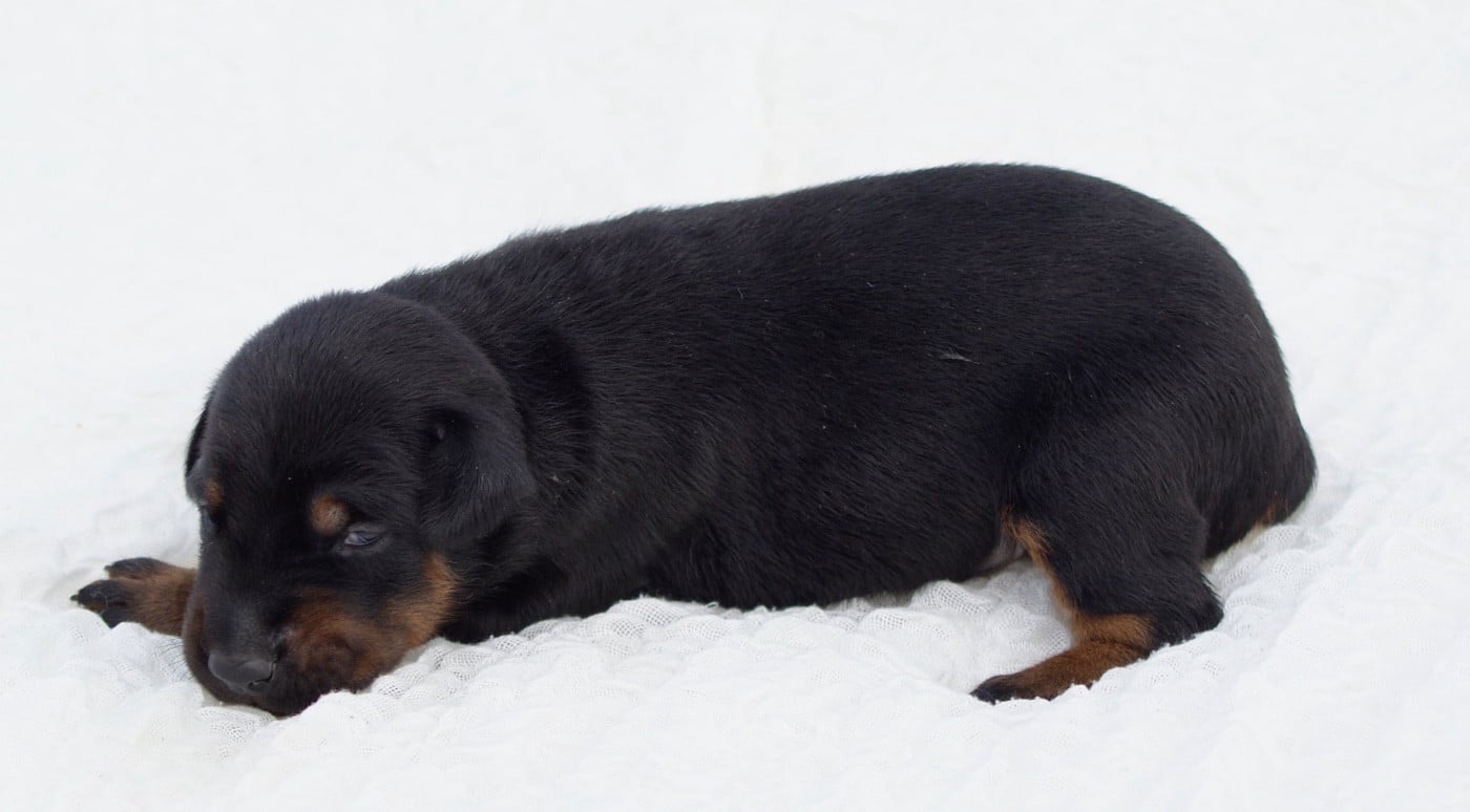Dobermann LOF noir & feu - Dobermann