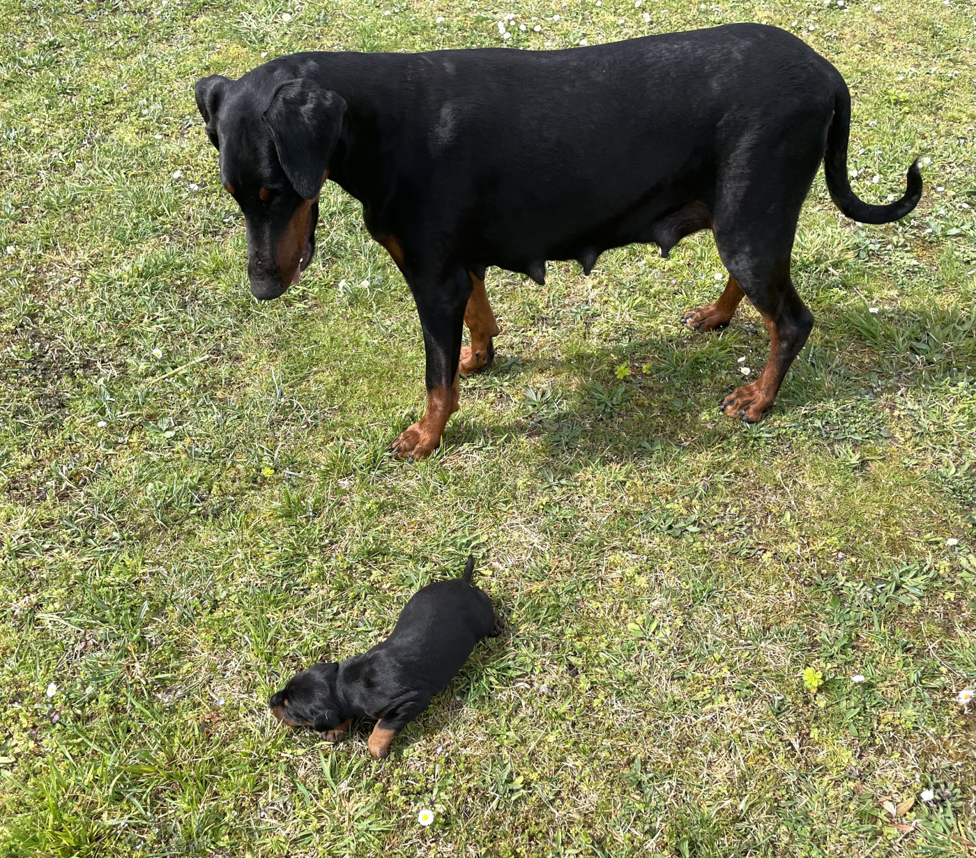 Chiot N°2 - Dobermann