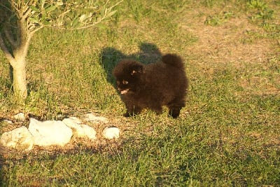 Les chiots de Spitz allemand