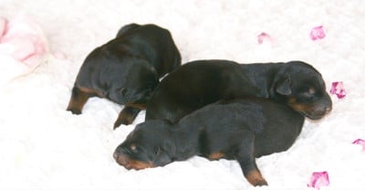 Les chiots de Dobermann