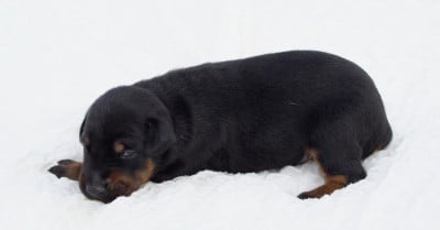 Les chiots de Dobermann