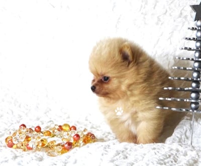 Les chiots de Spitz allemand