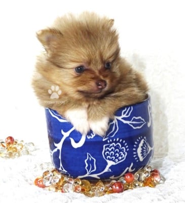 Les chiots de Spitz allemand