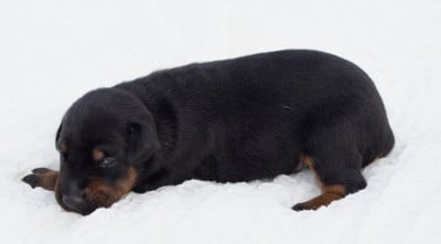 Les chiots de Dobermann