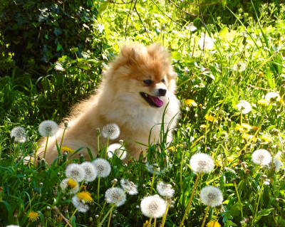 Les chiots de Spitz allemand