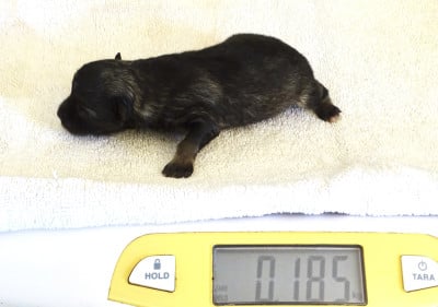 Les chiots de Spitz allemand