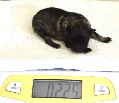 Chiot mâle Spitz LOUP LOF 2 - Spitz allemand