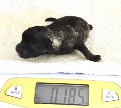 Chiot mâle Spitz LOUP LOF 3 - Spitz allemand