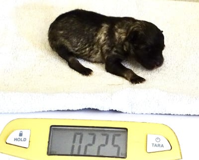 Chiot mâle Spitz LOUP LOF 4 - Spitz allemand