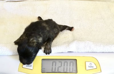 Chiot mâle Spitz LOUP LOF 5 - Spitz allemand