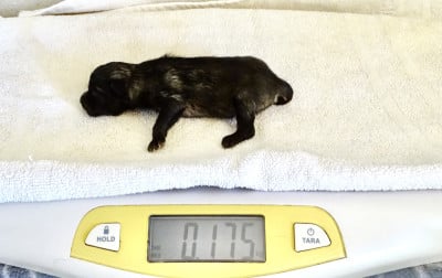 Chiot femelle Spitz LOUP LOF 6 - Spitz allemand