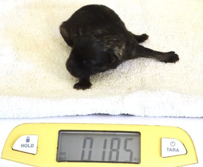 Chiot Femelle Spitz LOUP LOF 1 - Spitz allemand