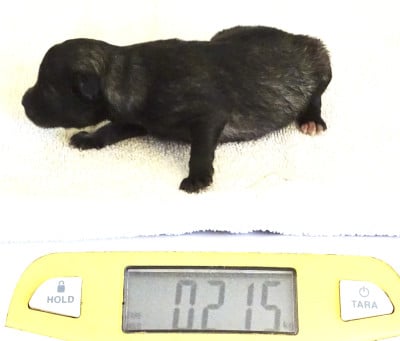 Chiot Femelle Spitz LOUP LOF 2 - Spitz allemand