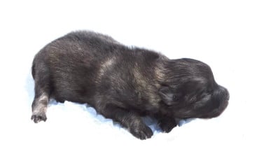 Les chiots de Spitz allemand
