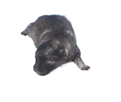 Les chiots de Spitz allemand