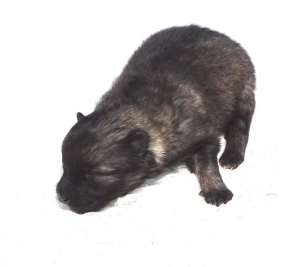 Les chiots de Spitz allemand