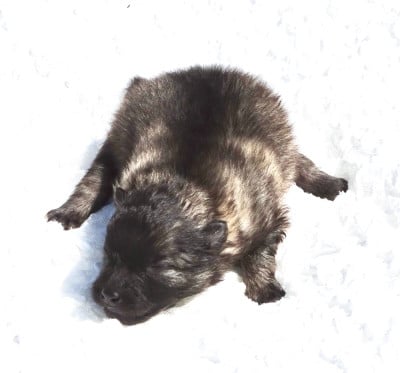 Les chiots de Spitz allemand