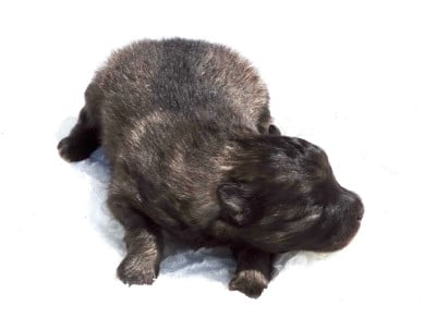 Les chiots de Spitz allemand