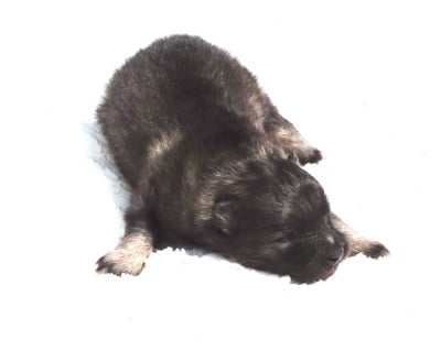 Les chiots de Spitz allemand