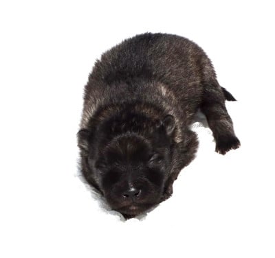 Les chiots de Spitz allemand