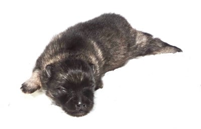 Les chiots de Spitz allemand