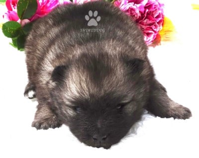 Les chiots de Spitz allemand
