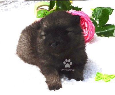 Les chiots de Spitz allemand