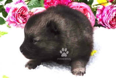Les chiots de Spitz allemand