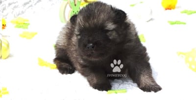 Les chiots de Spitz allemand