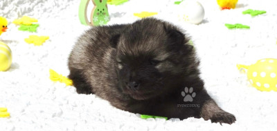 Les chiots de Spitz allemand