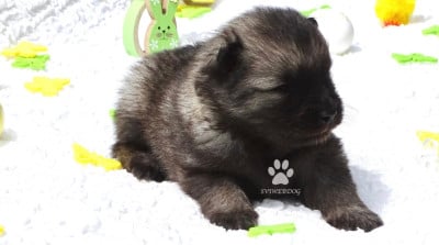 Les chiots de Spitz allemand