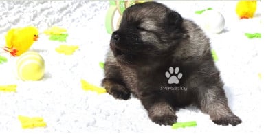 Les chiots de Spitz allemand