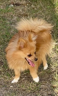 Les chiots de Spitz allemand
