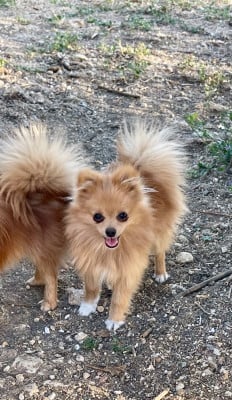 Les chiots de Spitz allemand
