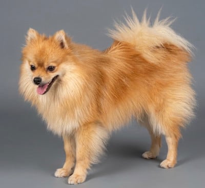 Les chiots de Spitz allemand