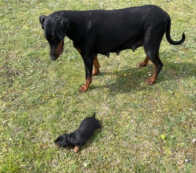 Les chiots de Dobermann