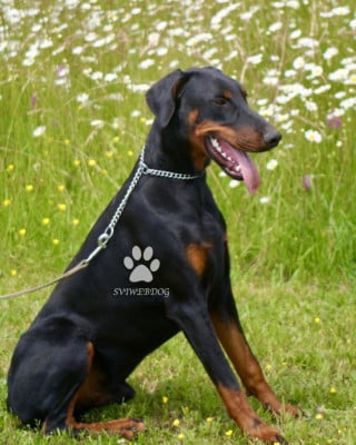 Dobermann