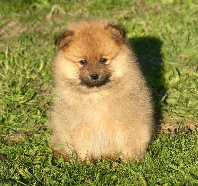 Les chiots de Spitz allemand