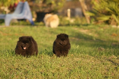 Les chiots de Spitz allemand