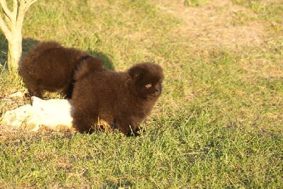 Les chiots de Spitz allemand