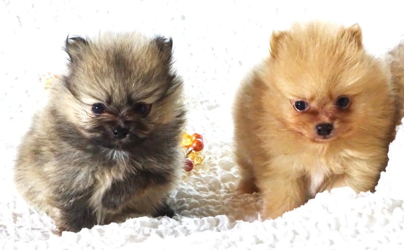 Spitz allemand - des Seigneurs de la Vallée de l'Isle